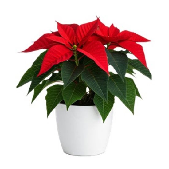 Christmas Poinsettia